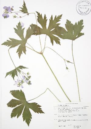  ( - JAG 0495)  @11 [ ] Copyright (2009) Steven Newmaster University of Guelph BIO Herbarium