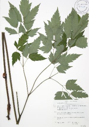  ( - JAG 0524)  @11 [ ] Copyright (2009) Steven Newmaster University of Guelph BIO Herbarium