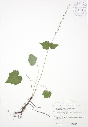  ( - JAG 0537)  @11 [ ] Copyright (2009) Steven Newmaster University of Guelph BIO Herbarium