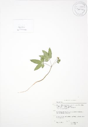  ( - JAG 0540)  @11 [ ] Copyright (2009) Steven Newmaster University of Guelph BIO Herbarium