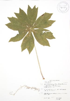  (Ranunculales - JAG 0541)  @11 [ ] Copyright (2009) Steven Newmaster University of Guelph BIO Herbarium