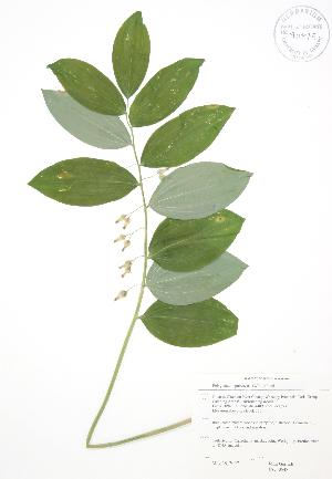  ( - JAG 0548)  @11 [ ] Copyright (2009) Steven Newmaster University of Guelph BIO Herbarium