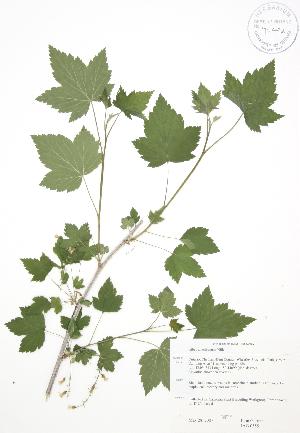  ( - JAG 0555)  @11 [ ] Copyright (2009) Steven Newmaster University of Guelph BIO Herbarium