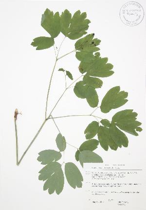  ( - JAG 0561)  @11 [ ] Copyright (2009) Steven Newmaster University of Guelph BIO Herbarium