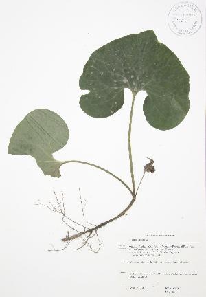  ( - JAG 0563)  @11 [ ] Copyright (2009) Steven Newmaster University of Guelph BIO Herbarium
