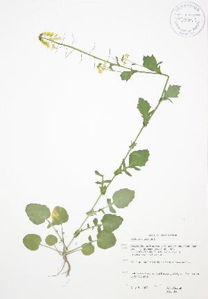  (Barbarea vulgaris - JAG 0565)  @11 [ ] Copyright (2009) Steven Newmaster University of Guelph BIO Herbarium