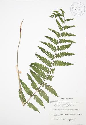  ( - JAG 0576)  @11 [ ] Copyright (2009) Steven Newmaster University of Guelph BIO Herbarium