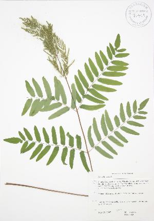  ( - JAG 0583)  @11 [ ] Copyright (2009) Steven Newmaster University of Guelph BIO Herbarium