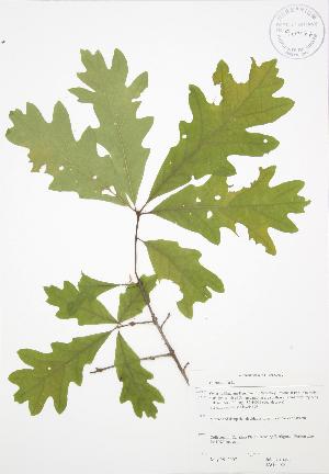  (Quercus alba - JAG 0585)  @11 [ ] Copyright (2009) Steven Newmaster University of Guelph BIO Herbarium