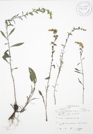  ( - JAG 0744)  @11 [ ] Copyright (2009) Steven Newmaster University of Guelph BIO Herbarium