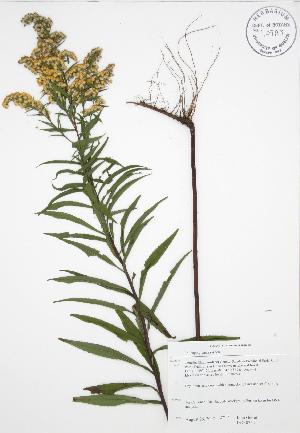  ( - JAG 0752)  @11 [ ] Copyright (2009) Steven Newmaster University of Guelph BIO Herbarium