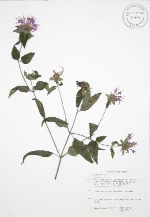  ( - JAG 0772)  @11 [ ] Copyright (2009) Steven Newmaster University of Guelph BIO Herbarium