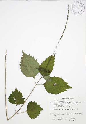  (Phryma leptostachya - JAG 0771)  @11 [ ] Copyright (2009) Steven Newmaster University of Guelph BIO Herbarium