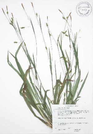  (Carex laxiculmis - JAG 0584)  @11 [ ] Copyright (2009) Steven Newmaster University of Guelph BIO Herbarium