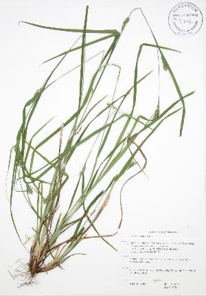  ( - JAG 0570)  @11 [ ] Copyright (2009) Steven Newmaster University of Guelph BIO Herbarium