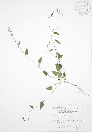 ( - JAG 0718)  @11 [ ] Copyright (2009) Steven Newmaster University of Guelph BIO Herbarium