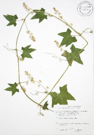  (Echinocystis - JAG 0715)  @11 [ ] Copyright (2009) Steven Newmaster University of Guelph BIO Herbarium