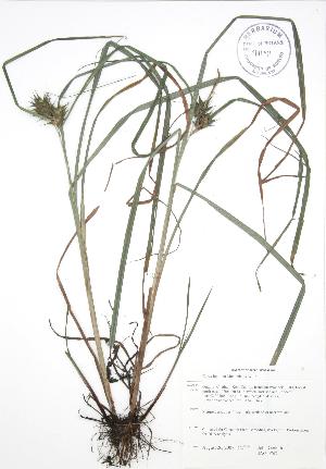  ( - JAG 0763)  @11 [ ] Copyright (2009) Steven Newmaster University of Guelph BIO Herbarium