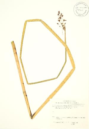  (Schoenoplectus tabernaemontani - JK 106)  @11 [ ] Copyright (2009) Steven Newmaster University of Guelph BIO Herbarium