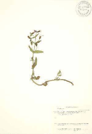  ( - JK 059)  @11 [ ] Copyright (2009) Steven Newmaster University of Guelph BIO Herbarium
