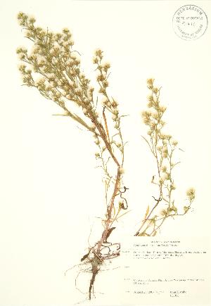  ( - JK 052)  @11 [ ] Copyright (2009) Steven Newmaster University of Guelph BIO Herbarium