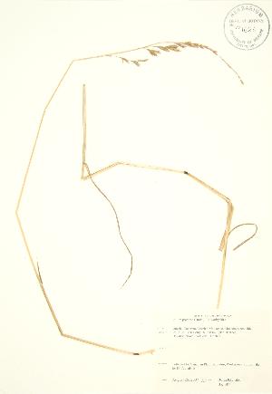  (Lolium pratense - JK 087)  @11 [ ] Copyright (2009) Steven Newmaster University of Guelph BIO Herbarium