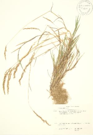  ( - JK 075)  @11 [ ] Copyright (2009) Steven Newmaster University of Guelph BIO Herbarium