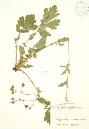  (Geum aleppicum - JK 073)  @11 [ ] Copyright (2009) Steven Newmaster University of Guelph BIO Herbarium