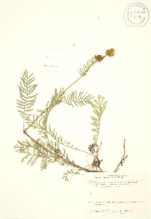  (Tanacetum bipinnatum - JK 061)  @11 [ ] Copyright (2009) Steven Newmaster University of Guelph BIO Herbarium