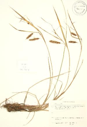  (Carex crinita - JK 044)  @11 [ ] Copyright (2009) Steven Newmaster University of Guelph BIO Herbarium