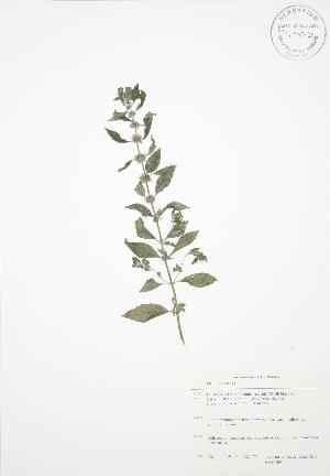  ( - BAR089)  @11 [ ] Copyright (2009) Steven Newmaster University of Guelph BIO Herbarium