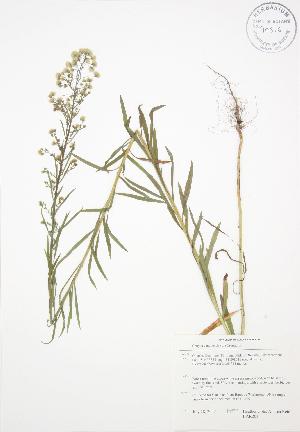  ( - BAR203)  @11 [ ] Copyright (2009) Steven Newmaster University of Guelph BIO Herbarium