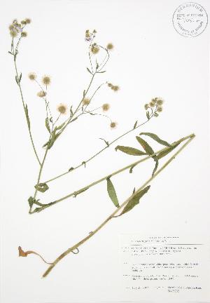  ( - BAR202)  @11 [ ] Copyright (2009) Steven Newmaster University of Guelph BIO Herbarium