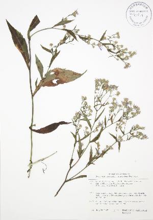  ( - BAR200)  @11 [ ] Copyright (2009) Steven Newmaster University of Guelph BIO Herbarium