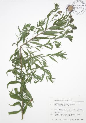  ( - BAR216)  @13 [ ] Copyright (2009) Steven Newmaster University of Guelph BIO Herbarium