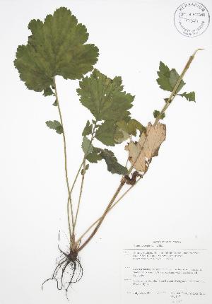  ( - BAR071)  @11 [ ] Copyright (2009) Steven Newmaster University of Guelph BIO Herbarium