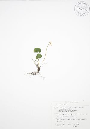  ( - ALR017)  @11 [ ] Copyright (2009) Steven Newmaster University of Guelph BIO Herbarium