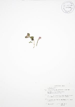  ( - ALR019)  @11 [ ] Copyright (2009) Steven Newmaster University of Guelph BIO Herbarium