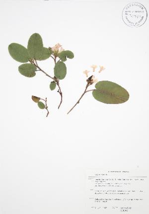  (Epigaea repens - ALR003)  @11 [ ] Copyright (2009) Steven Newmaster University of Guelph BIO Herbarium