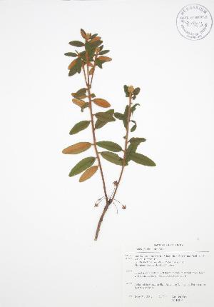 ( - ALR016)  @11 [ ] Copyright (2009) Steven Newmaster University of Guelph BIO Herbarium