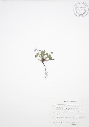  ( - ALR008)  @11 [ ] Copyright (2009) Steven Newmaster University of Guelph BIO Herbarium