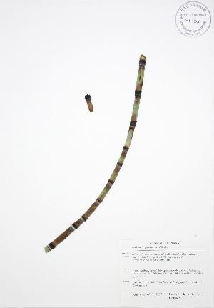  (Equisetum hyemale affine - BAR085)  @11 [ ] Copyright (2009) Steven Newmaster University of Guelph BIO Herbarium