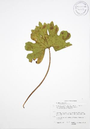  ( - BAR084)  @11 [ ] Copyright (2009) Steven Newmaster University of Guelph BIO Herbarium