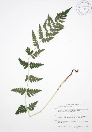  ( - BAR082)  @13 [ ] Copyright (2009) Steven Newmaster University of Guelph BIO Herbarium
