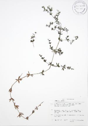 (Galium asprellum - BAR081)  @11 [ ] Copyright (2009) Steven Newmaster University of Guelph BIO Herbarium