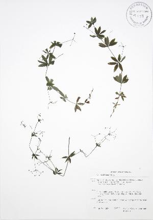  ( - BAR080)  @11 [ ] Copyright (2009) Steven Newmaster University of Guelph BIO Herbarium
