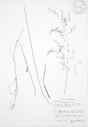  ( - BAR079)  @11 [ ] Copyright (2009) Steven Newmaster University of Guelph BIO Herbarium