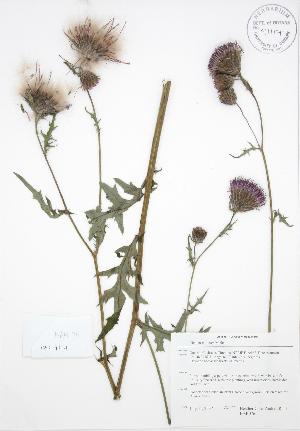  ( - BAR076)  @11 [ ] Copyright (2009) Steven Newmaster University of Guelph BIO Herbarium