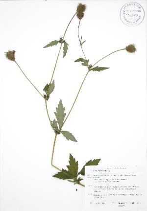  ( - BAR071)  @11 [ ] Copyright (2009) Steven Newmaster University of Guelph BIO Herbarium