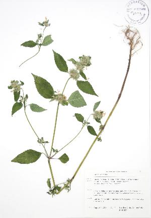  ( - BAR087)  @11 [ ] Copyright (2009) Steven Newmaster University of Guelph BIO Herbarium